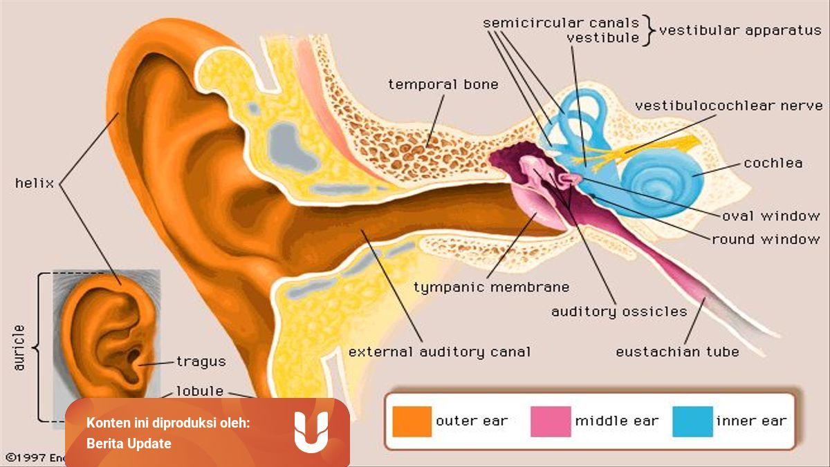 Bagian telinga yang berfungsi untuk menjaga keseimbangan tubuh adalah
