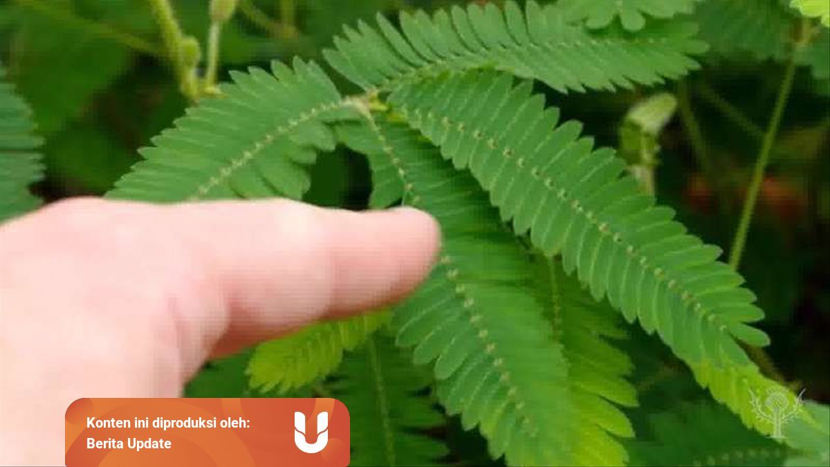 Gerak Pada Tumbuhan Berdasarkan Rangsangan Yang Diterima Tumbuhan Kumparan Com