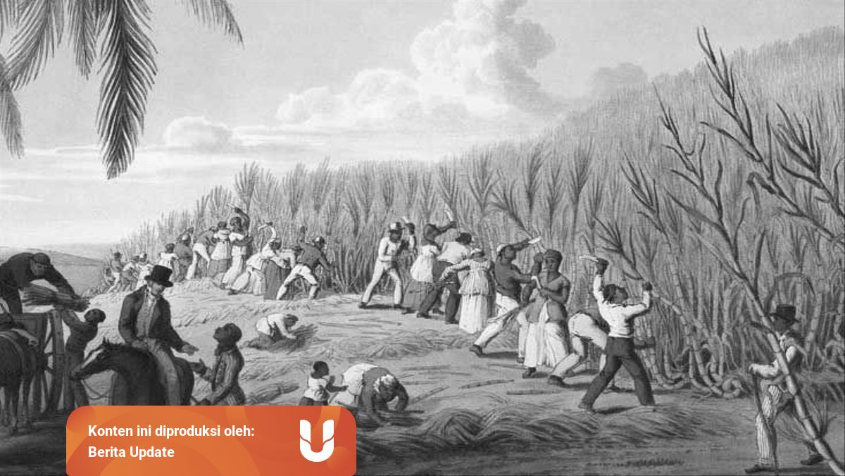 Sistem Tanam Paksa Dalam Sejarah Indonesia Kumparan Com Sistem Tanam Paksa Dalam Sejarah Indonesia Kumparan Com