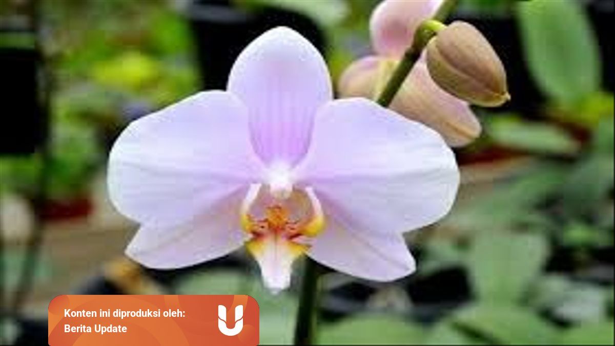 Flora Dan Fauna Indonesia Beserta Zona Penyebarannya Yuk Kenali Kumparan Com
