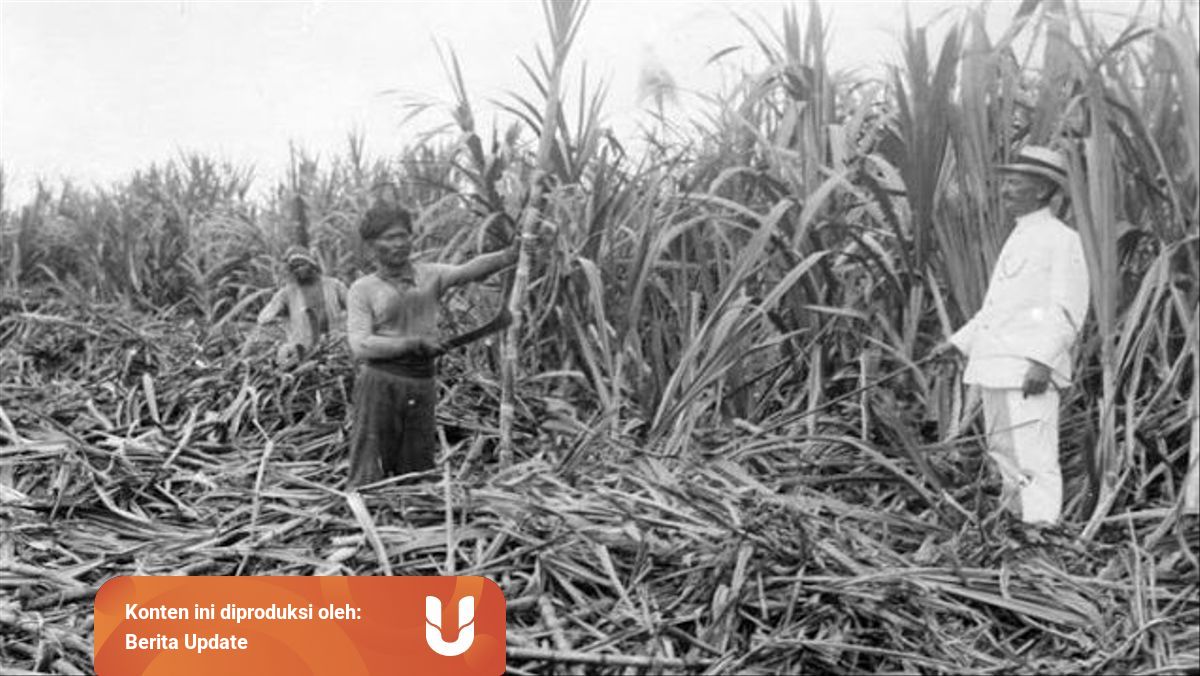 Sistem Tanam Paksa Dampak Negatif Dan Positifnya Yang Perlu Diketahui Kumparan Com