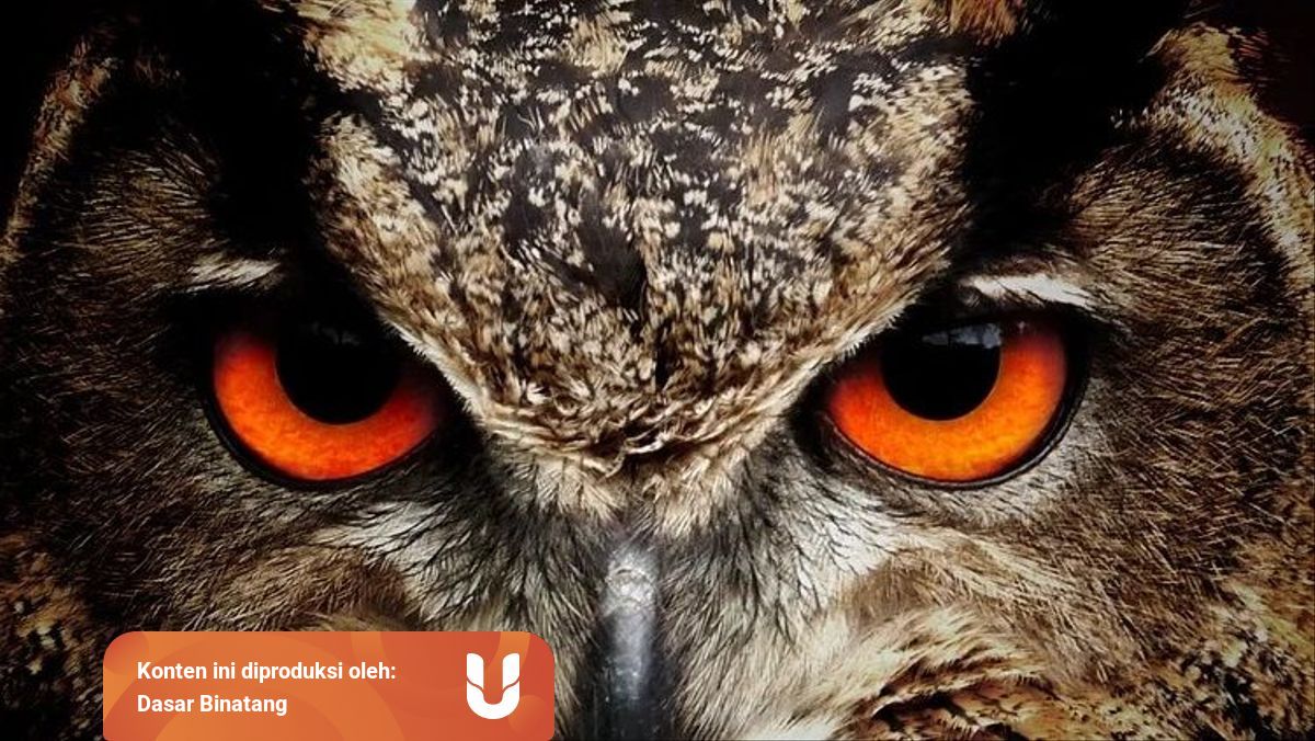 Ternyata Suara Burung Hantu Memiliki Arti Kumparan Com Ternyata Suara Burung Hantu Memiliki Arti Kumparan Com