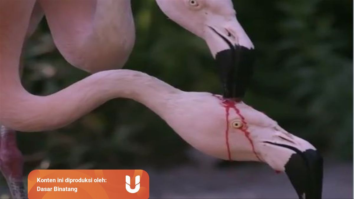 Cara Unik Flamingo Menyusui Sempat Viral Dikira Bertengkar Sampai Berdarah Kumparan Com