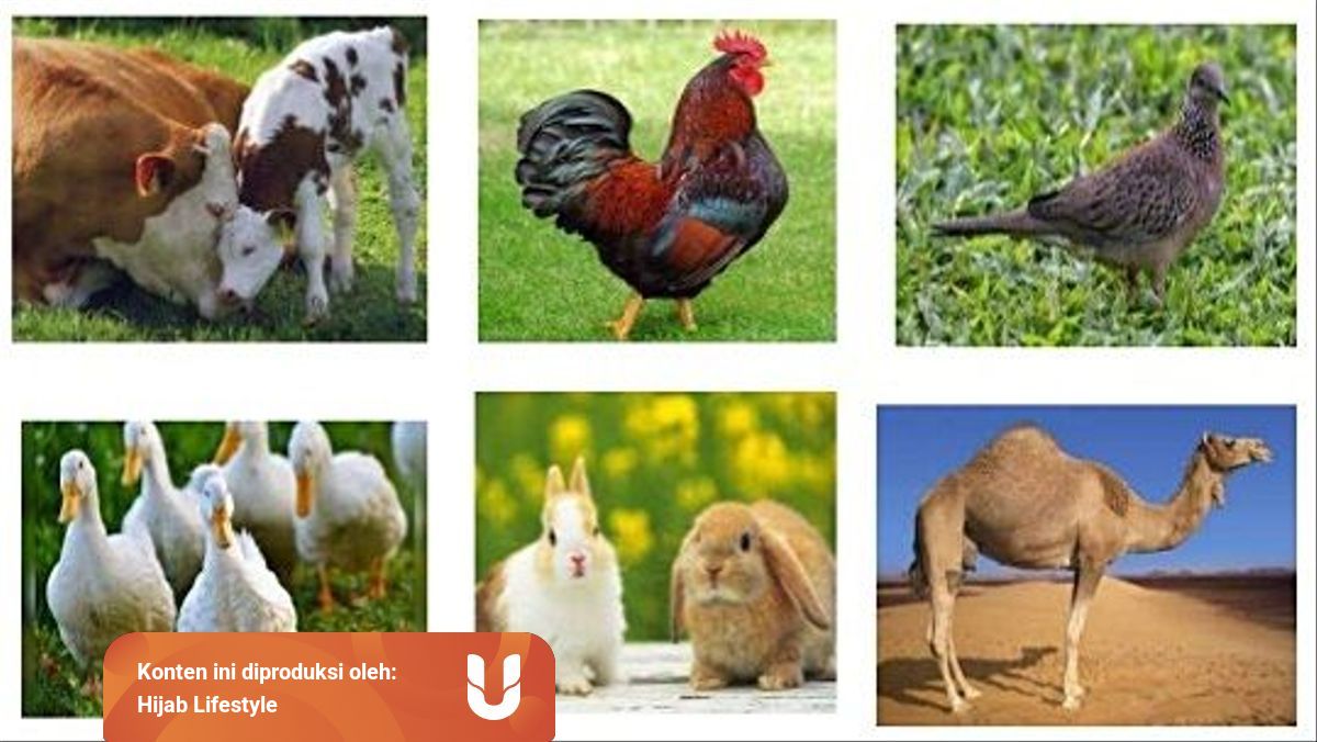 Jenis Hewan Yang Halal Untuk Di Jadikan Makanan Kumparan Com