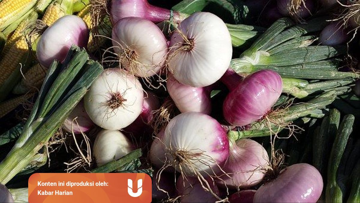 Tahapan Perkembangbiakan Bawang Merah Melalui Proses Vegetatif Kumparan Com Tahapan Perkembangbiakan Bawang Merah Melalui Proses Vegetatif Kumparan Com
