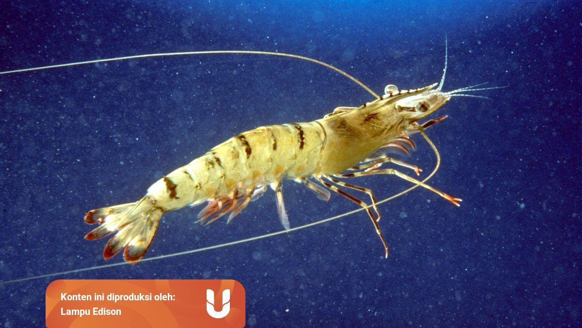 Otak Udang Yang Kecil Sering Diidentikkan Dengan Otak Bodoh Benarkah Begitu Kumparan Otak Udang Yang Kecil Sering Diidentikkan Dengan Otak Bodoh Benarkah Begitu Kumparan