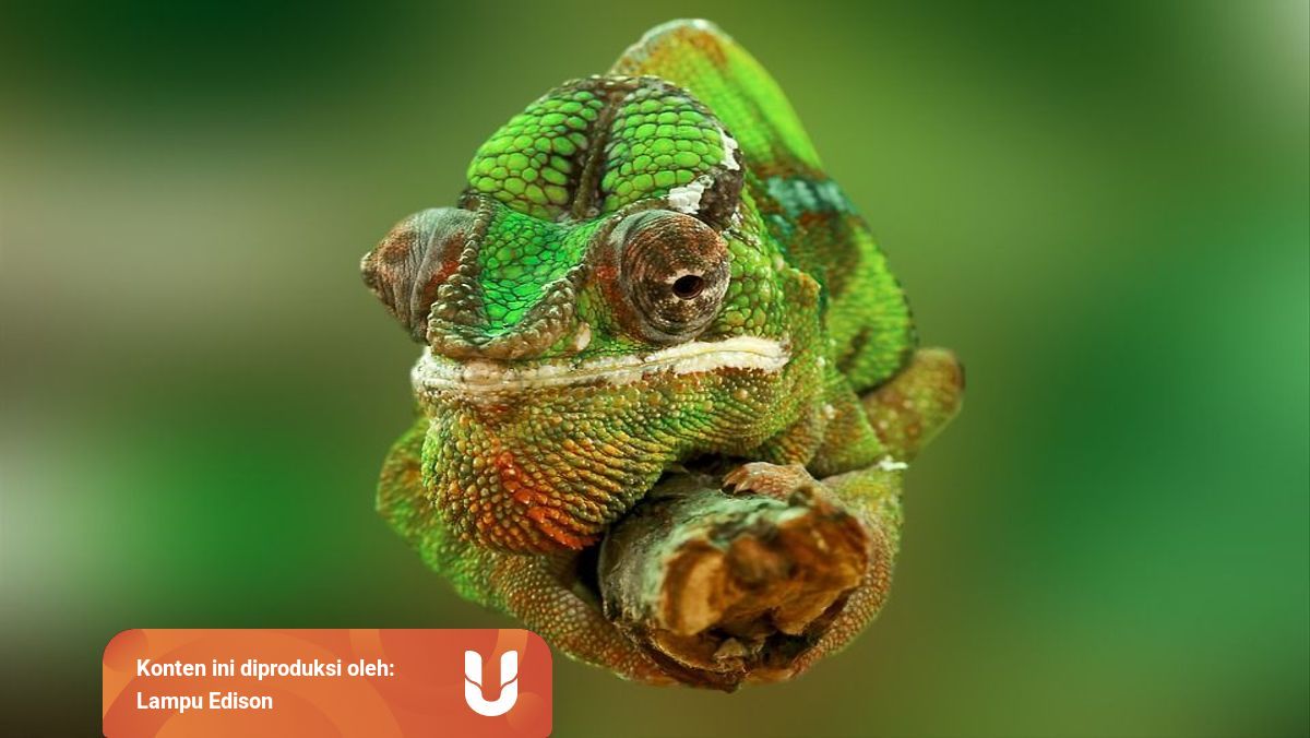 Bunglon Berubah Warna Bukan Untuk Berkamuflase Kumparan Com Bunglon Berubah Warna Bukan Untuk Berkamuflase Kumparan Com