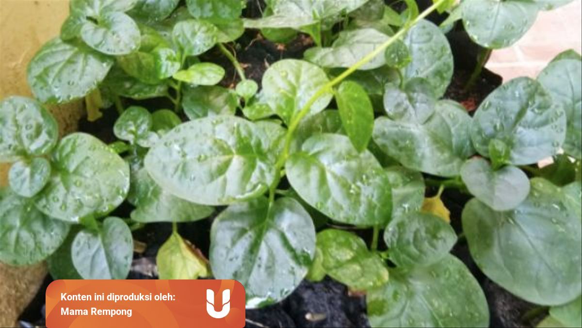 5 Tanaman Obat Keluarga Toga Harga Di Bawah 10 Ribu Buat Tugas Sekolah Anak Kumparan Com