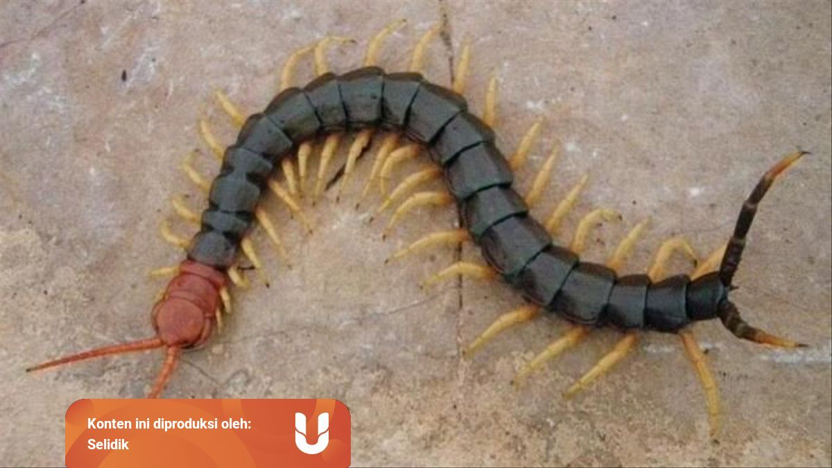 Kelabang Hewan Yang Di Kenal Memiliki Simbol Mistis Kumparan Com