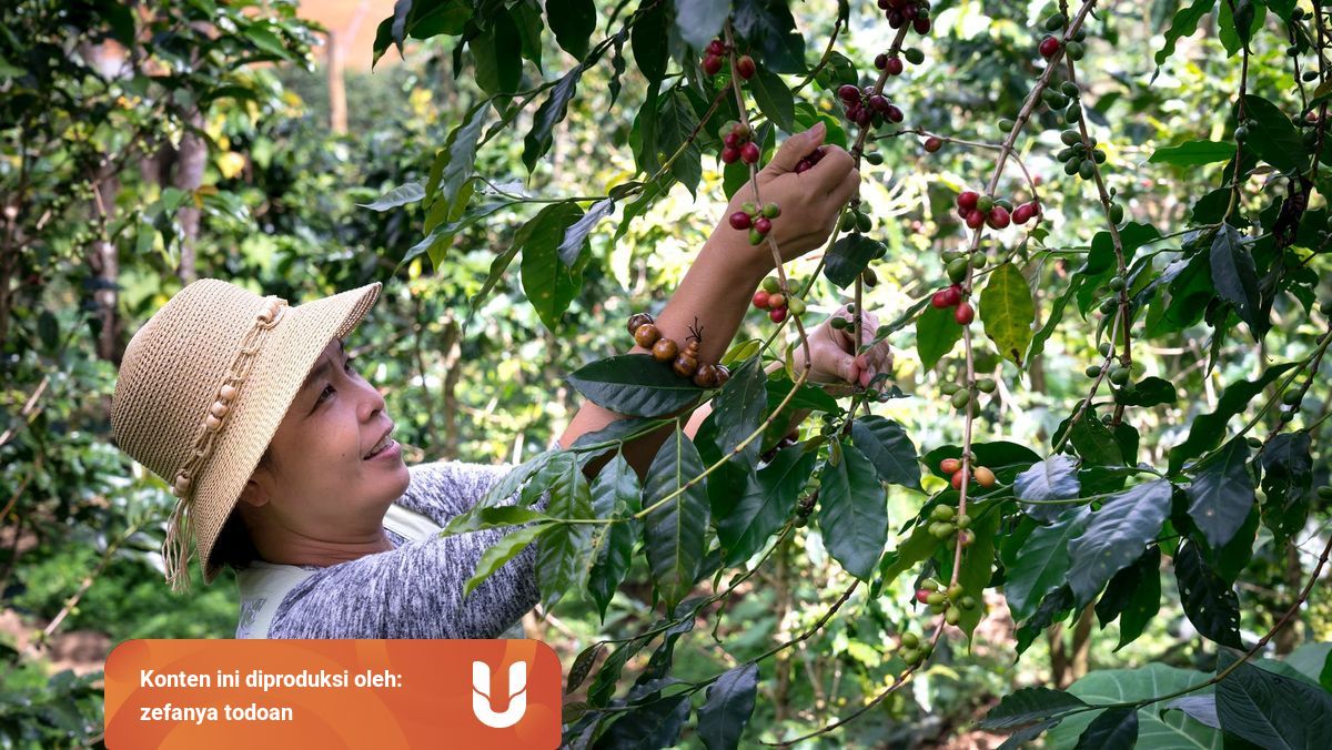 Merasakan Sensasi Menjadi Seorang Pemetik Buah Di Luar Negeri Kumparan Com