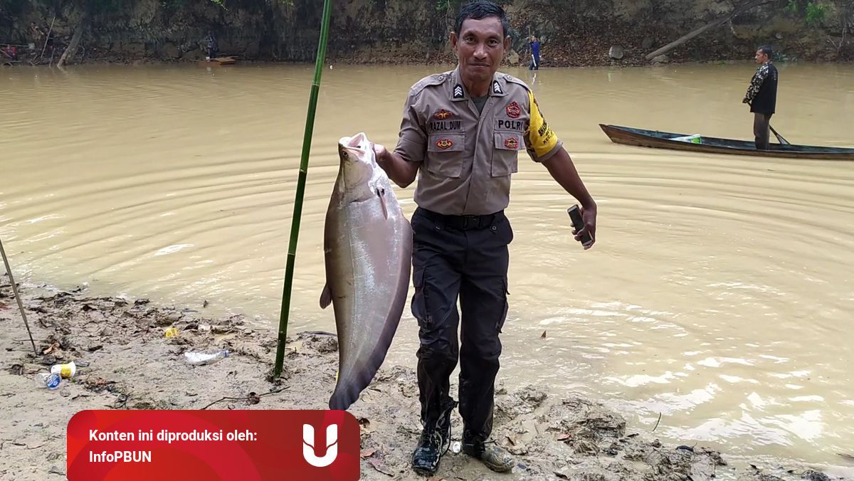 Ritual Menuba Adat Dayak Minta Hujan Hingga Panen Ikan Kumparan Com