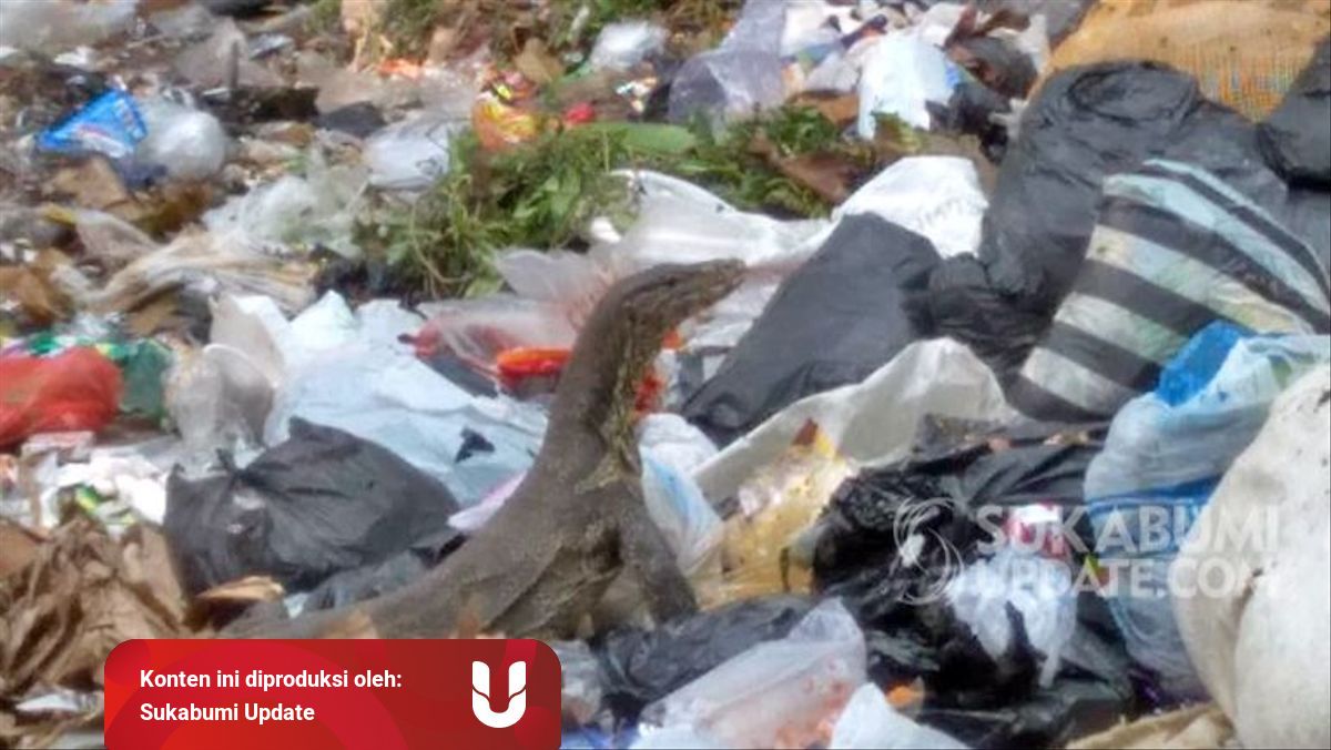 Banyak Biawak, Tumpukan Sampah di Puncak Sayang Gegerbitung