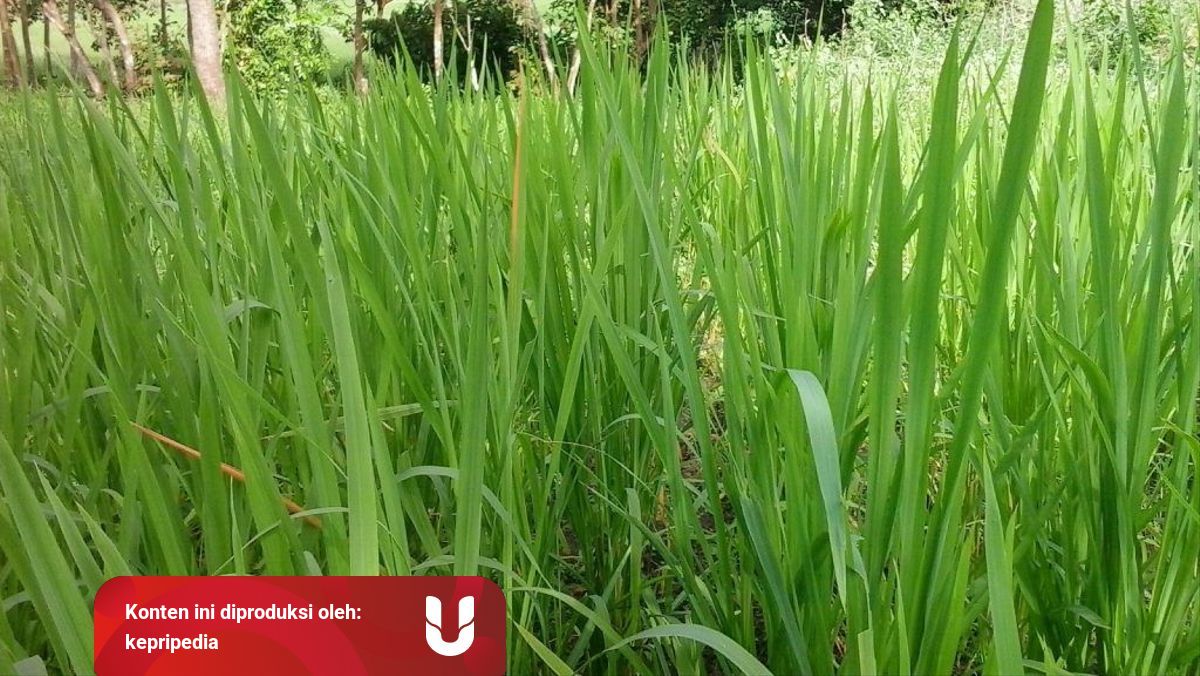 Bukan Sekadar Rumput Liar Ternyata Ilalang Bisa Jadi Herbal Berkhasiat Kumparan Com