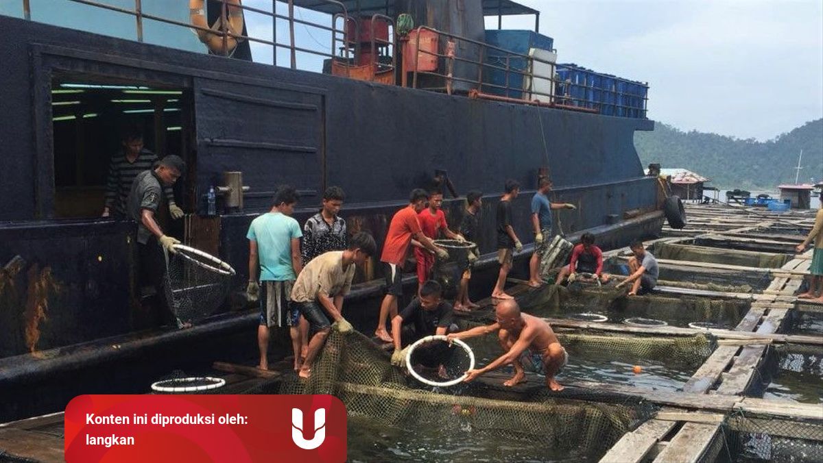 Sumbar Ekspor 15 Ton Ikan Kerapu Ke Hongkong Via Jalur Laut Kumparan Com<script async src=