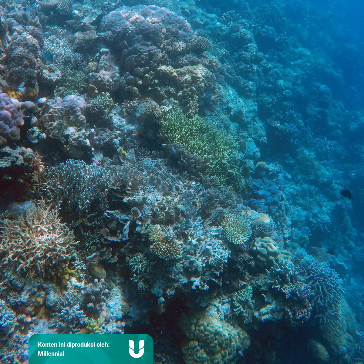 5 Ptn Dengan Jurusan Ilmu Kelautan Berakreditasi A Kumparan Com