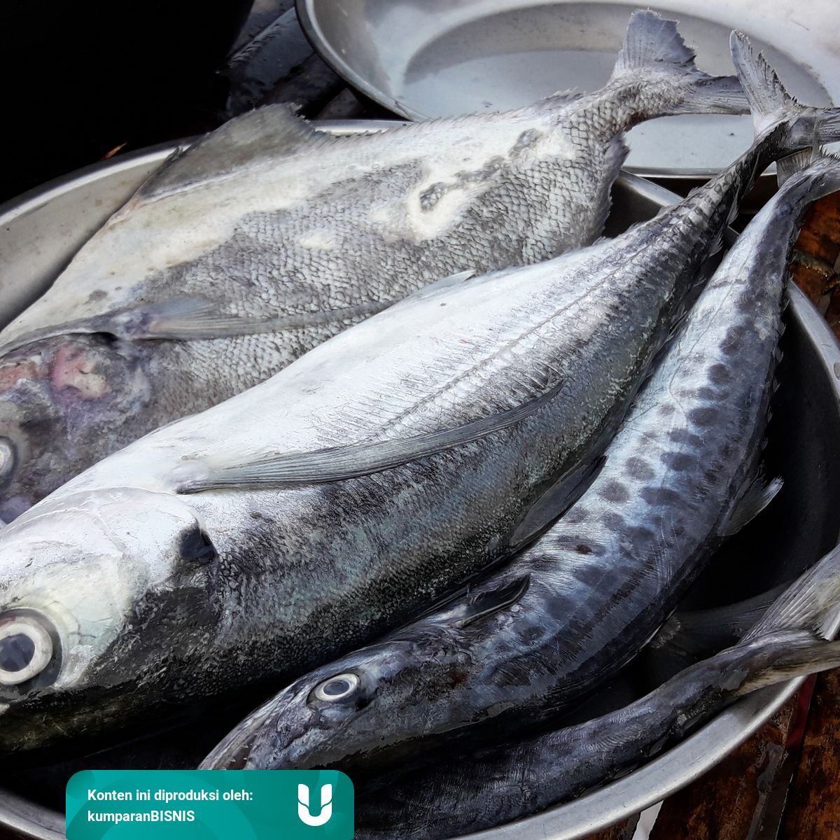 Diduga Ada Penyalahgunaan Kuota Impor Ikan Sejak Lama Kumparan Com