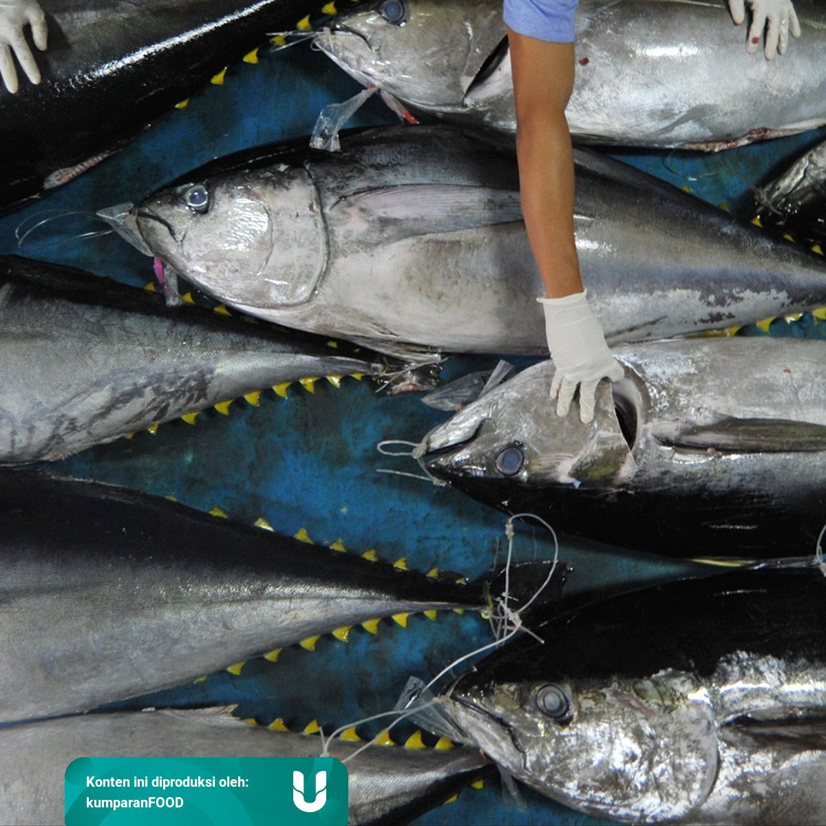 7 Jenis Ikan Lokal Kaya Nutrisi Yang Baik Dikonsumsi Setiap Hari Kumparan Com