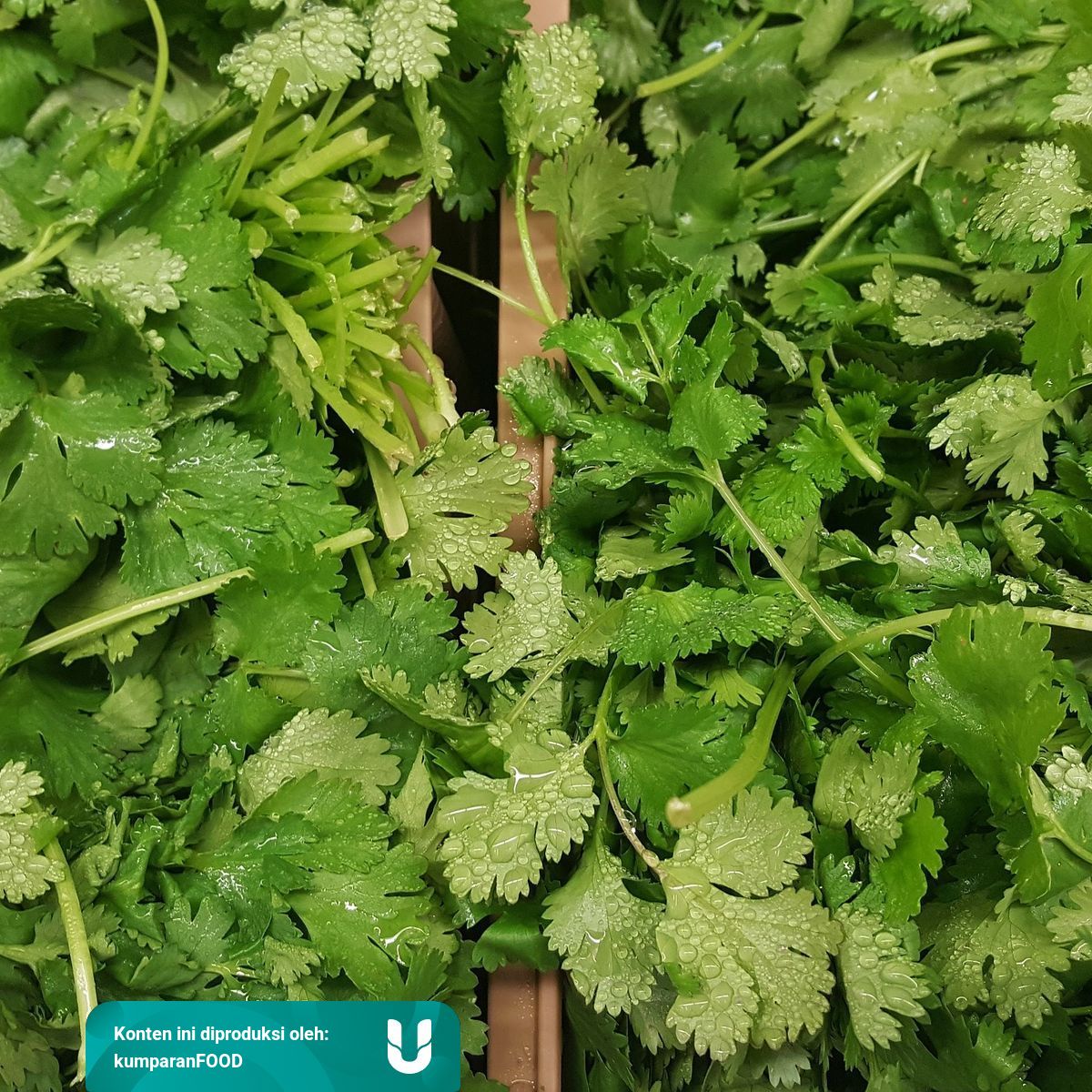 Sama Sama Dari Ketumbar Tahukah Kamu Bedanya Cilantro Dan Coriander Kumparan Com
