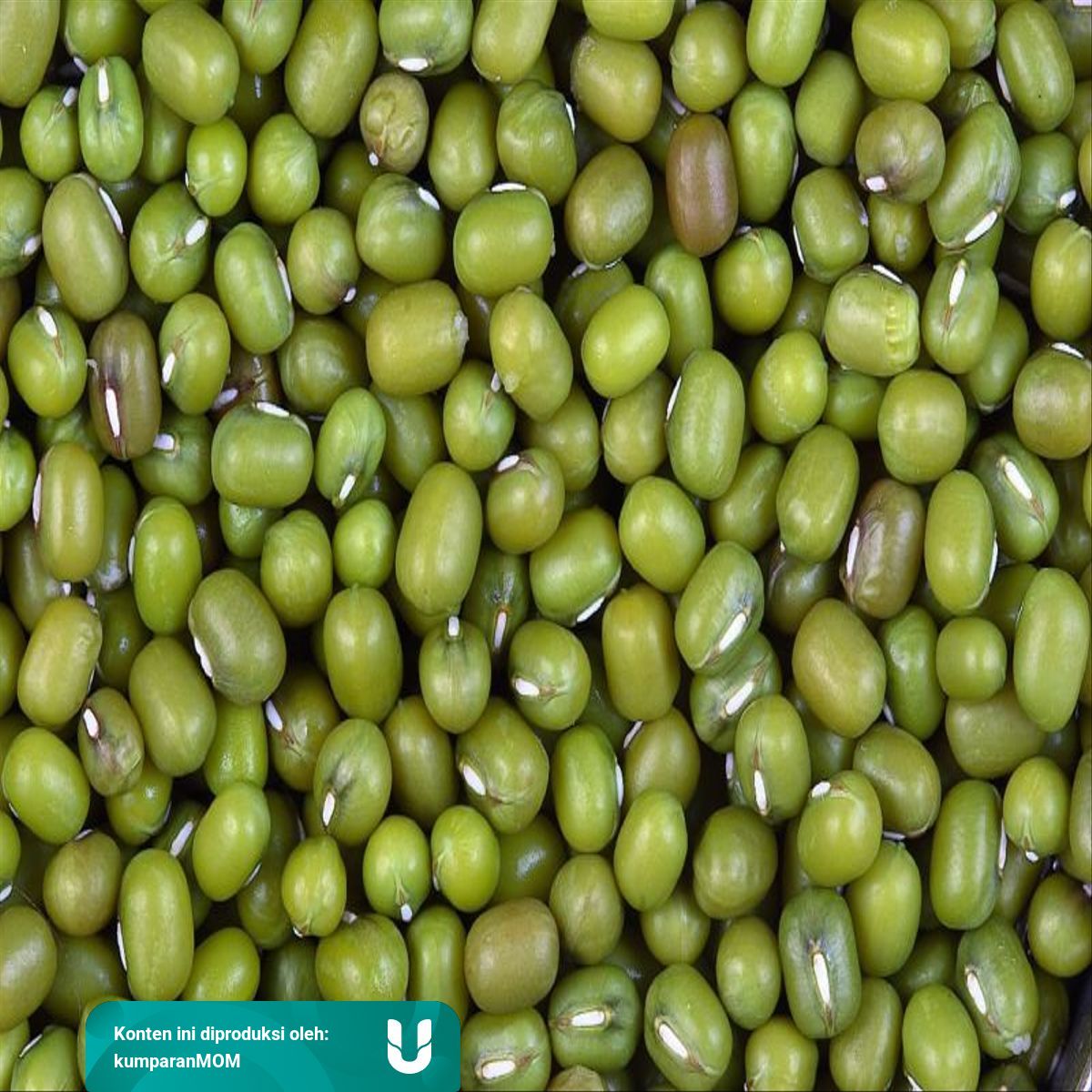 Bkah Bayi Makan Kacang Hijau Kumparan Bkah Bayi Makan Kacang Hijau Kumparan