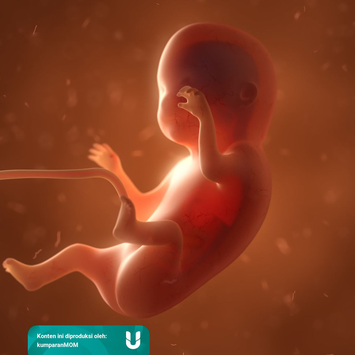 Cara Janin Mendapatkan Makanan Dari Ibu Kumparan Com Cara Janin Mendapatkan Makanan Dari Ibu Kumparan Com