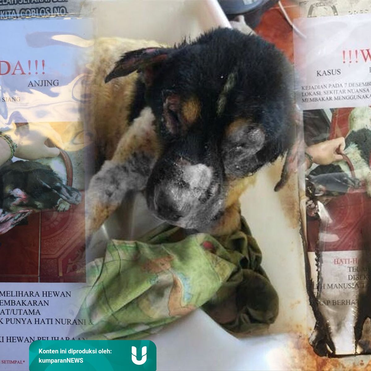 Hukum Membuang Kucing Konsultasi Agama Dan Tanya Jawab Hukum Membuang Haiwan Peliharaan Evelynnewst