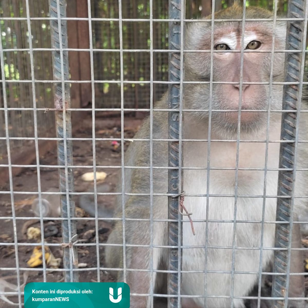 Viral Kandang Monyet Di Lapangan Karangpawitan 2 Karawang Dipenuhi Sampah Kumparan Com