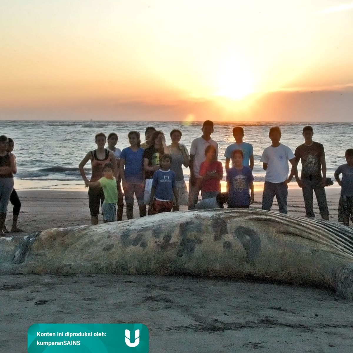 Mengenal Colossal Squid Cumi Cumi Terbesar Dan Terberat Di Dunia Kumparan Com
