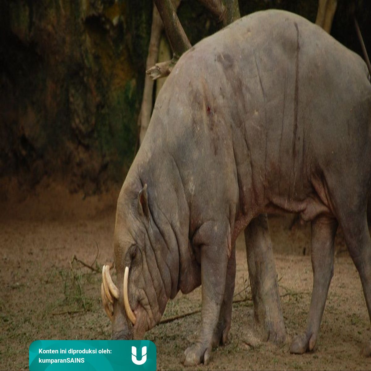 Mengenal Babi Rusa Hewan Langka Yang Hanya Ada Di Sulawesi Kumparan Com