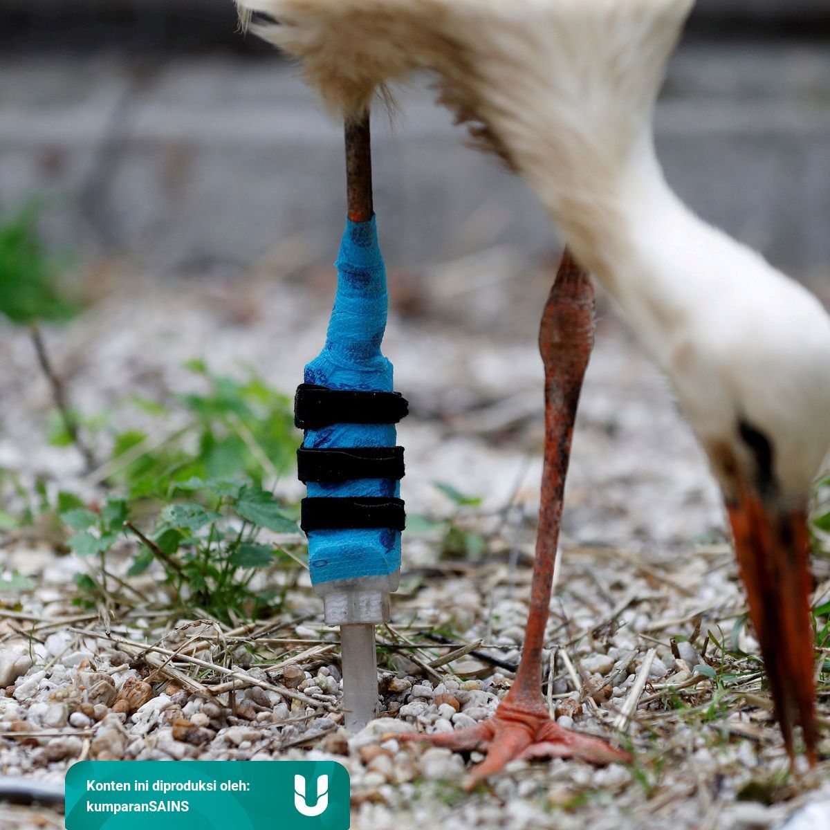 Foto Melihat Burung Bangau Belajar Berjalan Dengan Kaki Palsu Kumparan Com