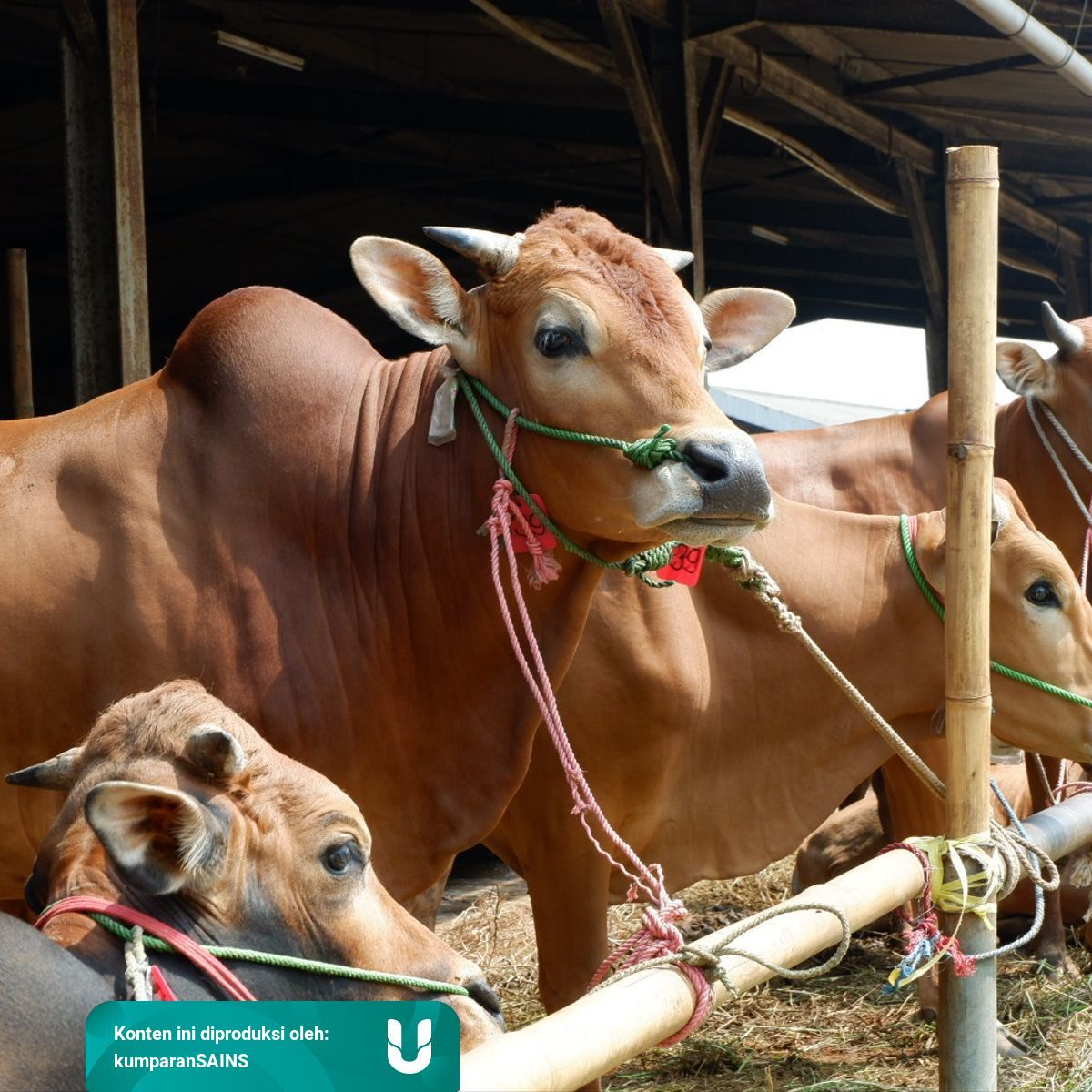 Rumput Laut Bisa Kurangi Kandungan Gas Rumah Kaca Di Kentut Sapi Kumparan 