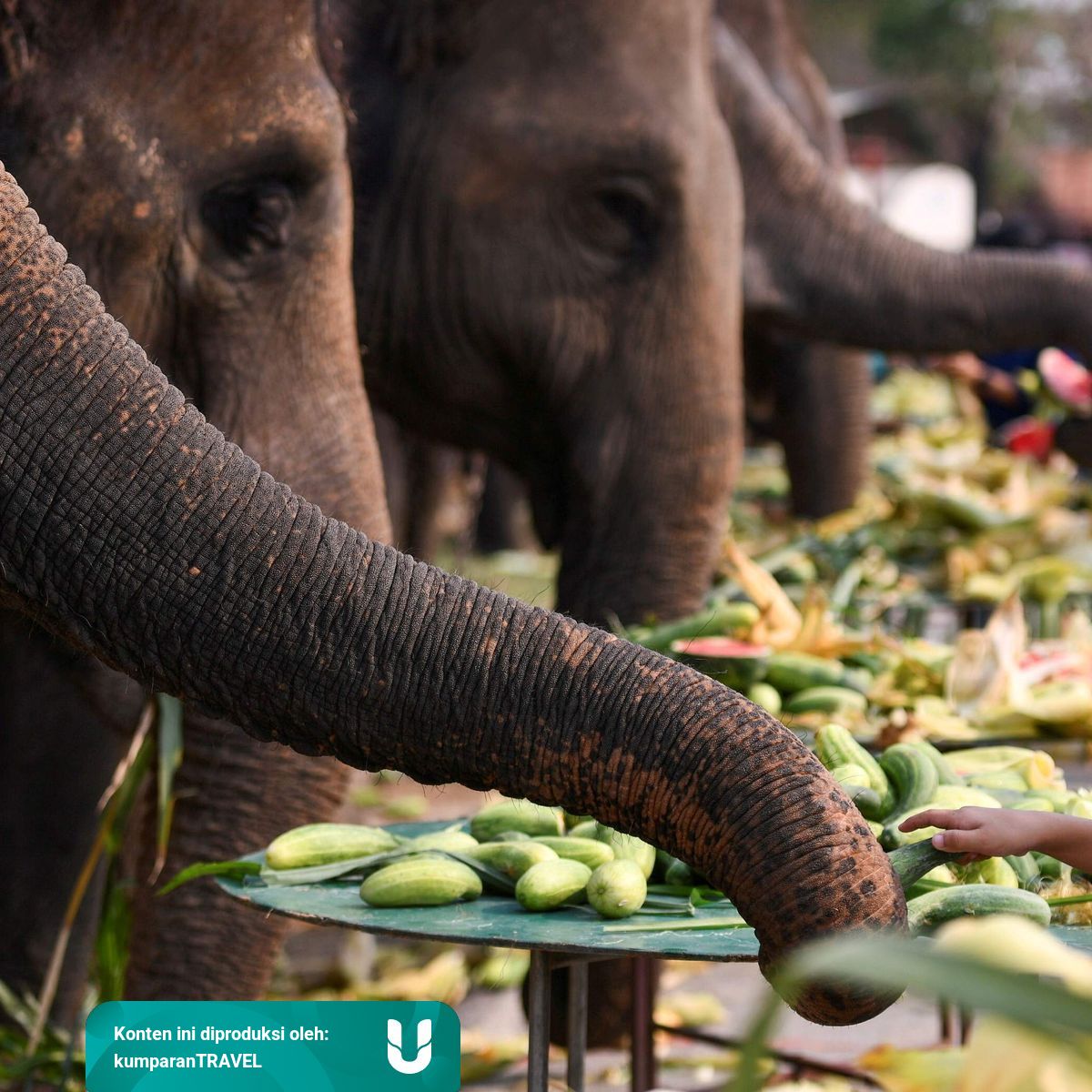 Alasan Kenapa Thailand Dijuluki Sebagai Negeri Gajah Putih Kumparan Com Alasan Kenapa Thailand Dijuluki Sebagai Negeri Gajah Putih Kumparan Com