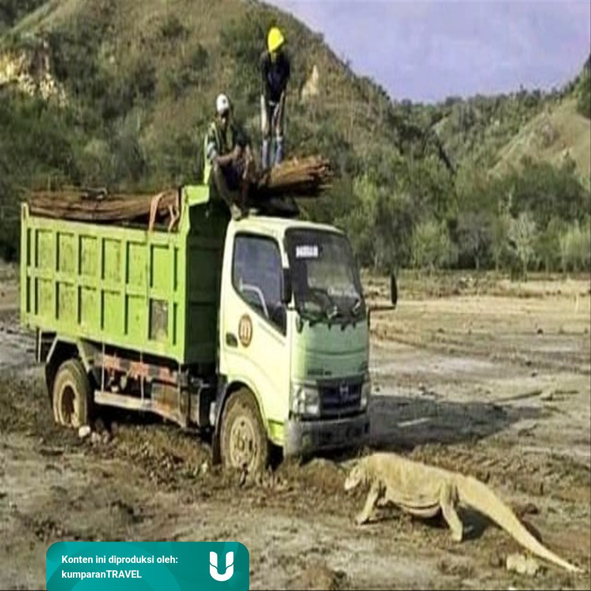 Penjelasan KLHK soal Foto Viral Komodo Adang Truk di Pulau Rinca 