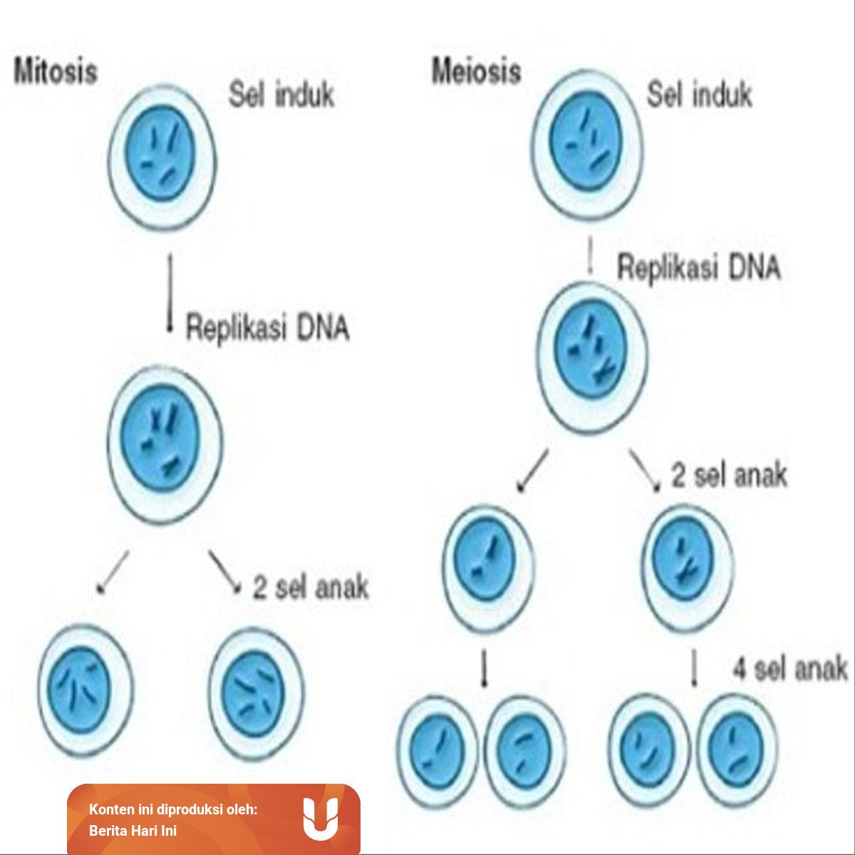 Perbedaan Mitosis Dan Meiosis Dalam Proses Pembelahan Sel Makhluk Hidup Kumparan Com