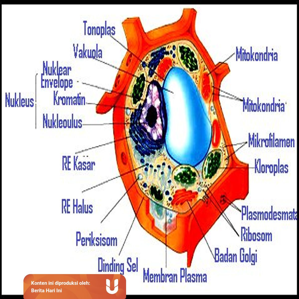 Mengenal 12 Macam Struktur Organel Sel Dari Inti Hingga Badan Mikro Kumparan Com