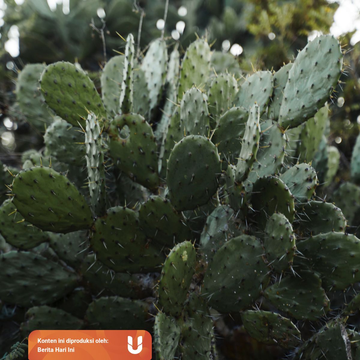 6 Manfaat Rahasia Kaktus Yang Perlu Diketahui Kumparan Com
