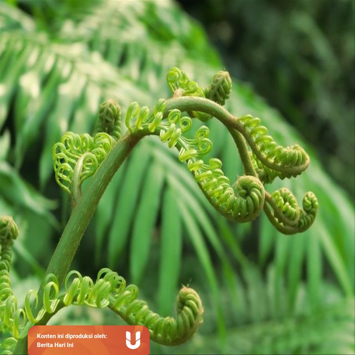 Ciri Ciri Dan Cara Perkembangbiakan Tumbuhan Paku Kumparan Com