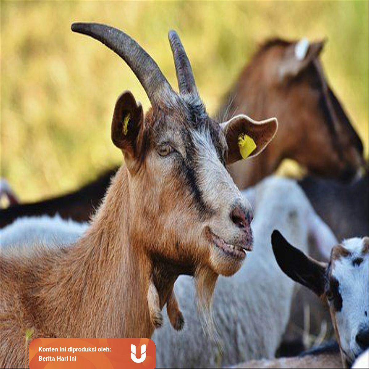 44+ Syarat kambing atau domba akikah adalah sebagai berikut kecuali ideas in 2021 