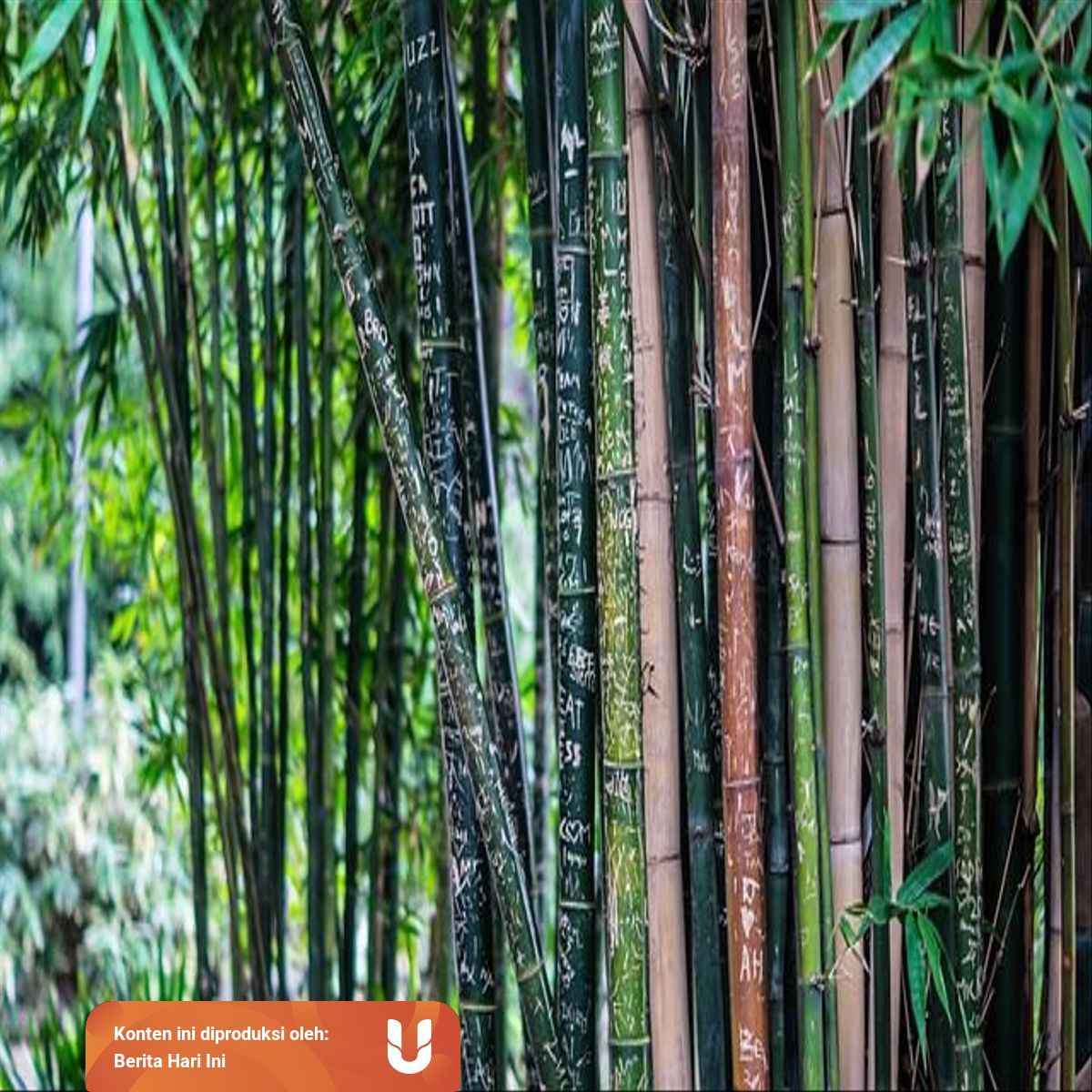 Bagaimana Cara Pohon Bambu Beradaptasi Dengan Lingkungan Sekitarnya Kumparan Com