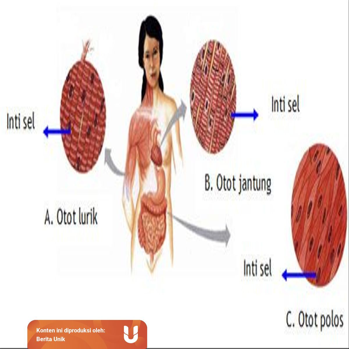 Mengapa Otot Disebut Alat Gerak Aktif Begini Alasannya Kumparan Com