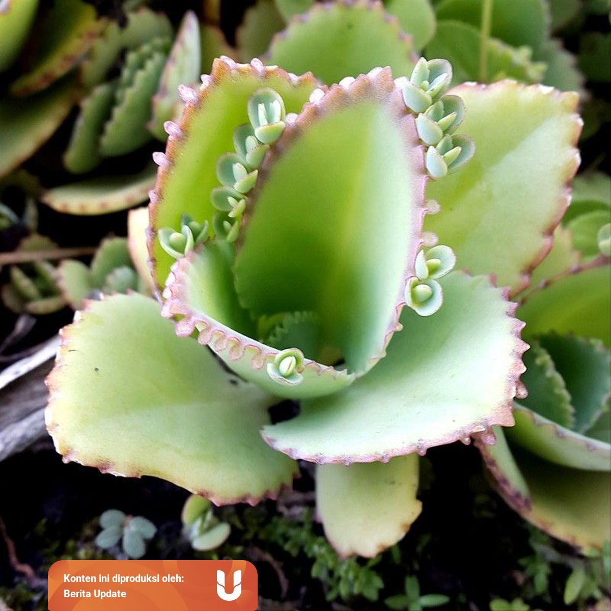 Tahapan Perkembangbiakan Cocor Bebek Dengan Reproduksi Vegetatif Kumparan Com