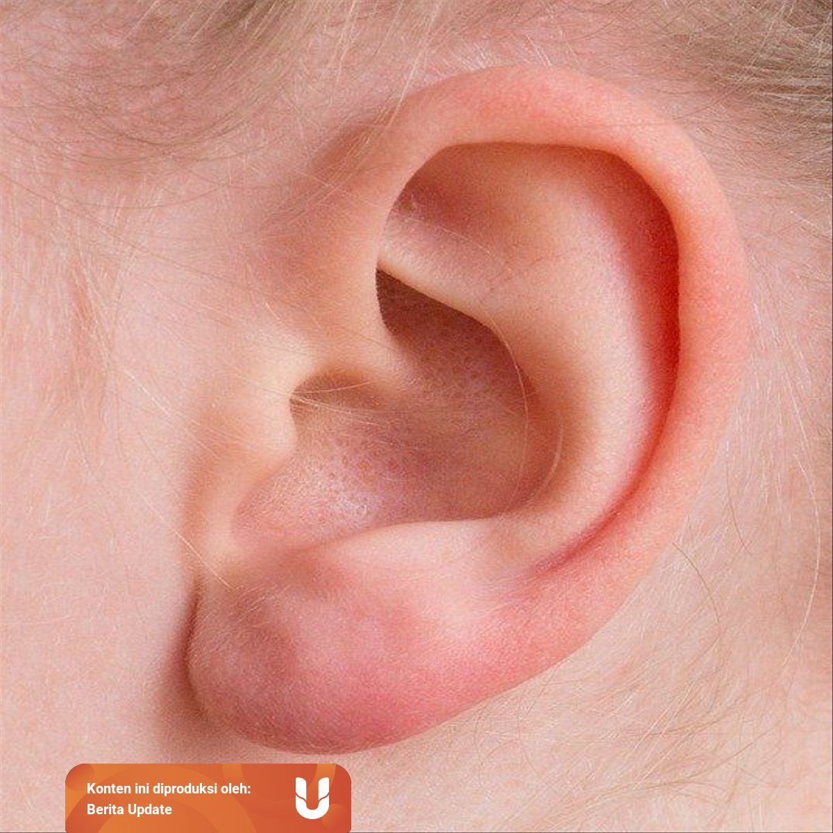 Pengertian Struktur Telinga Dan Jenis Jenisnya Kumparan Com