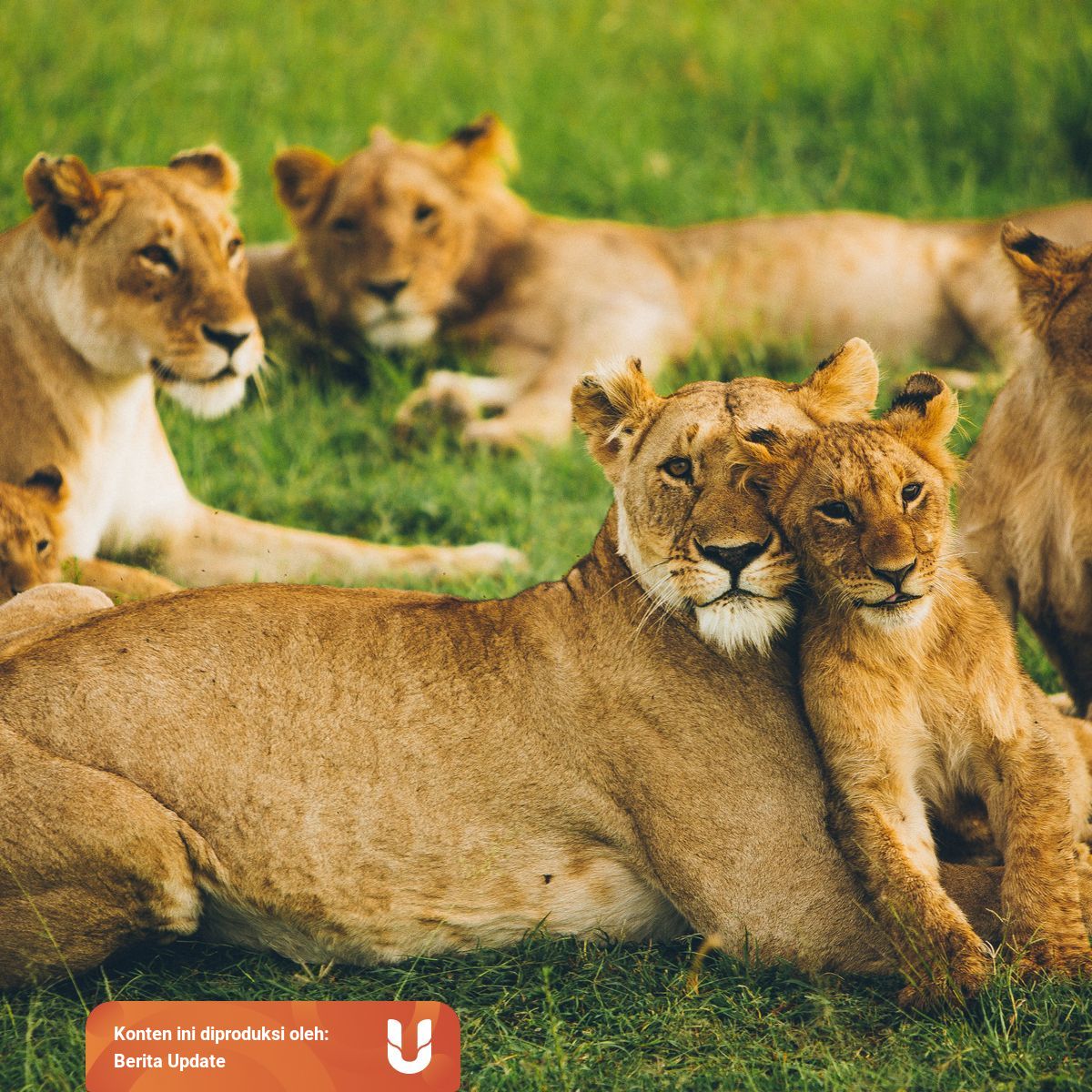 Contoh 5 Hewan Yang Berkembang Biak Dengan Cara Melahirkan Kumparan Com Contoh 5 Hewan Yang Berkembang Biak Dengan Cara Melahirkan Kumparan Com