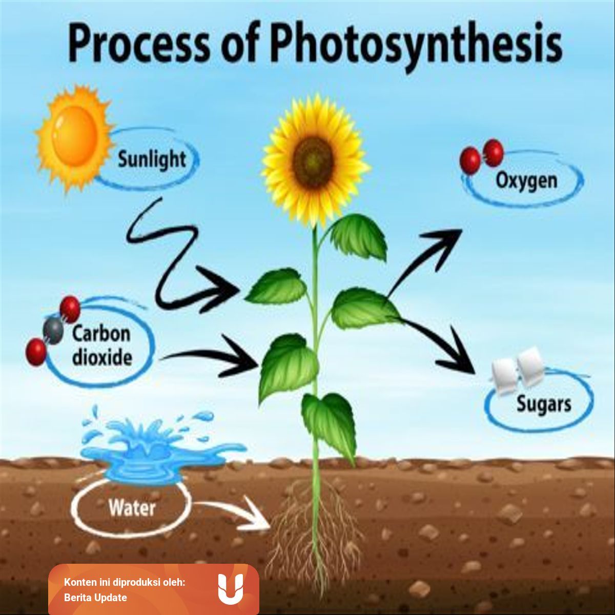 Fotosintesis Pada Tumbuhan Mengenal Proses Dan Reaksinya Kumparan Com