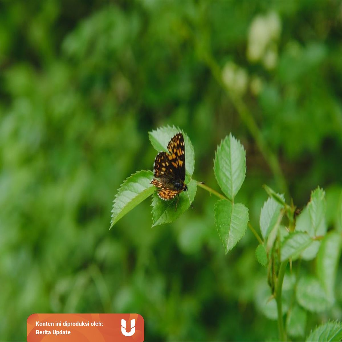 Pertumbuhan Dan Perkembangan Tumbuhan Dalam Biologi Kumparan Com