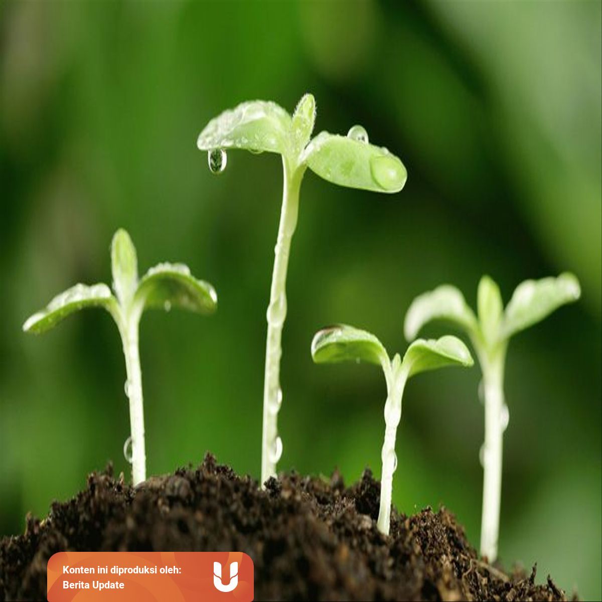 Contoh Perkembangbiakan Vegetatif Alami Dan Vegetatif Buatan Pada Tumbuhan Kumparan Com