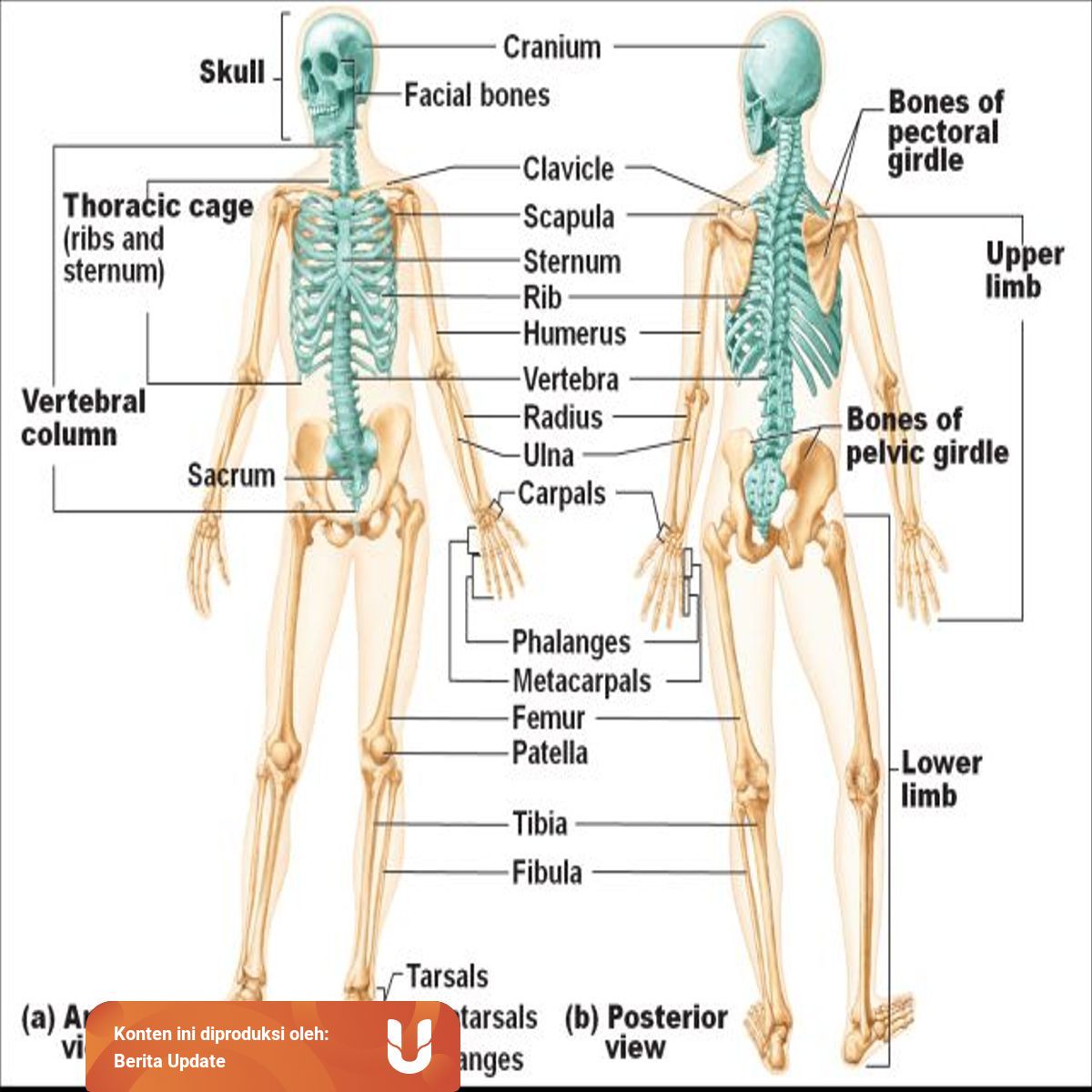 Fungsi Rangka Manusia Sebagai Struktur Penyusun Tubuh Kumparan Com