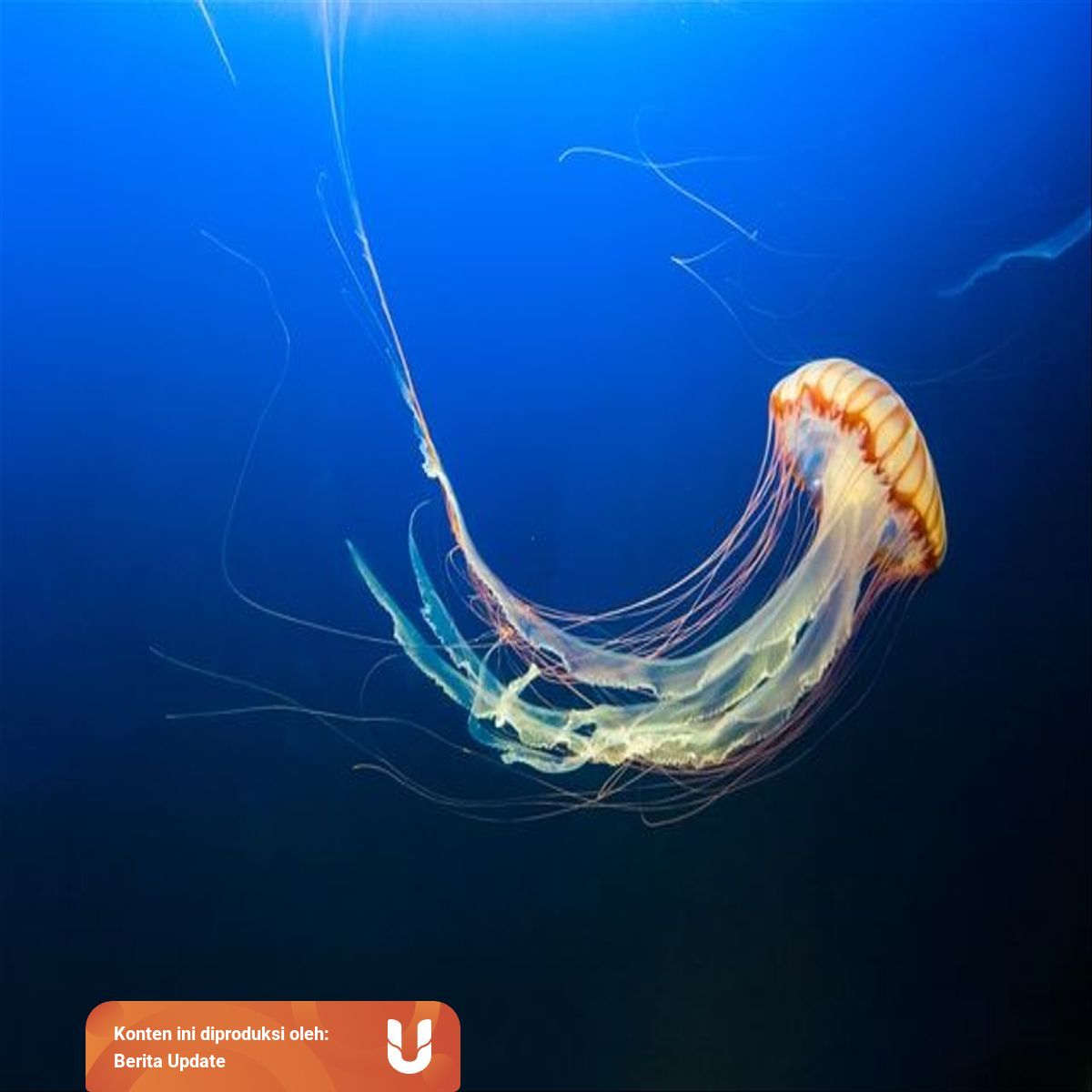 Daur Hidup Hewan Ubur Ubur Seperti Apa Ya Kumparan Com