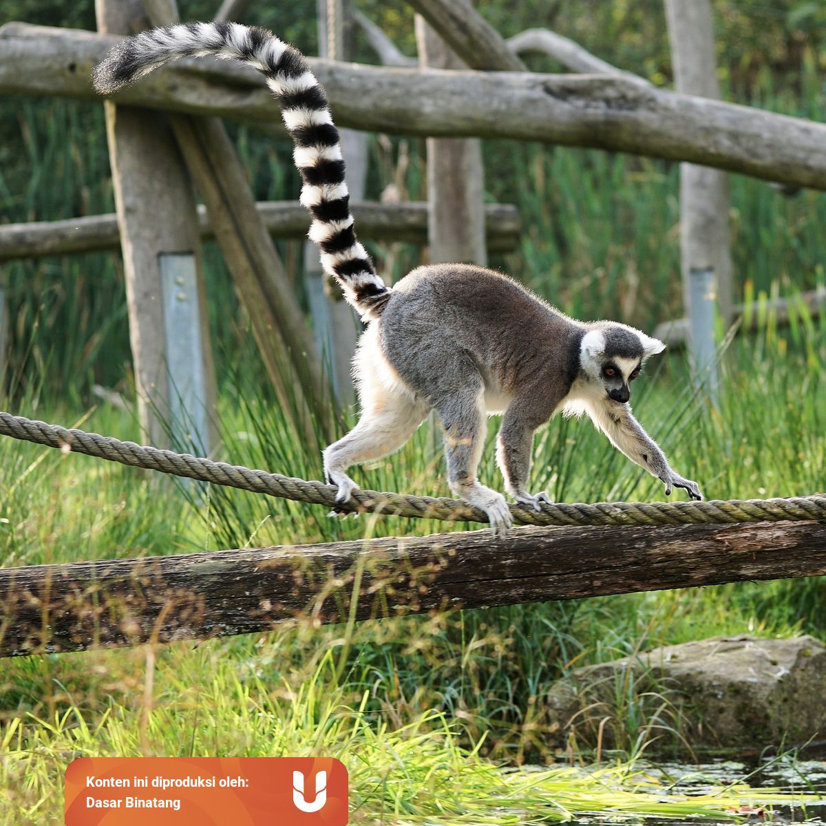 Beli Indonesian Set Lot Murah U2013 Grosir Indonesian Set Galeri Haiwan Bertelur Licin