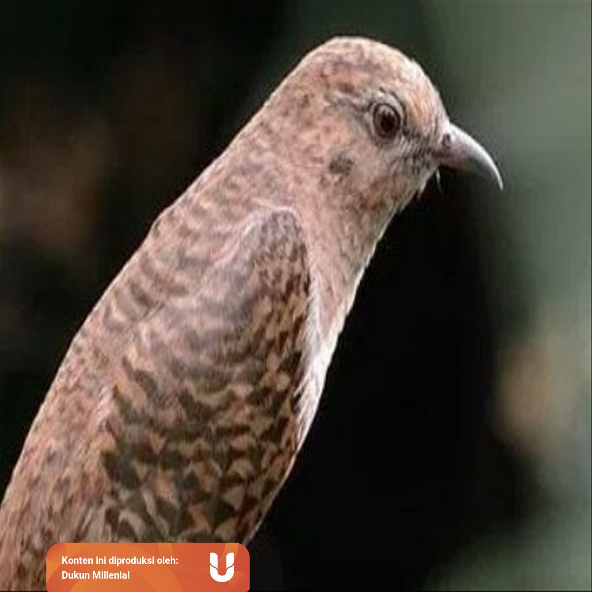 Nyanyian Burung Kedasih Pertanda Kematian Benarkah Kumparan Com