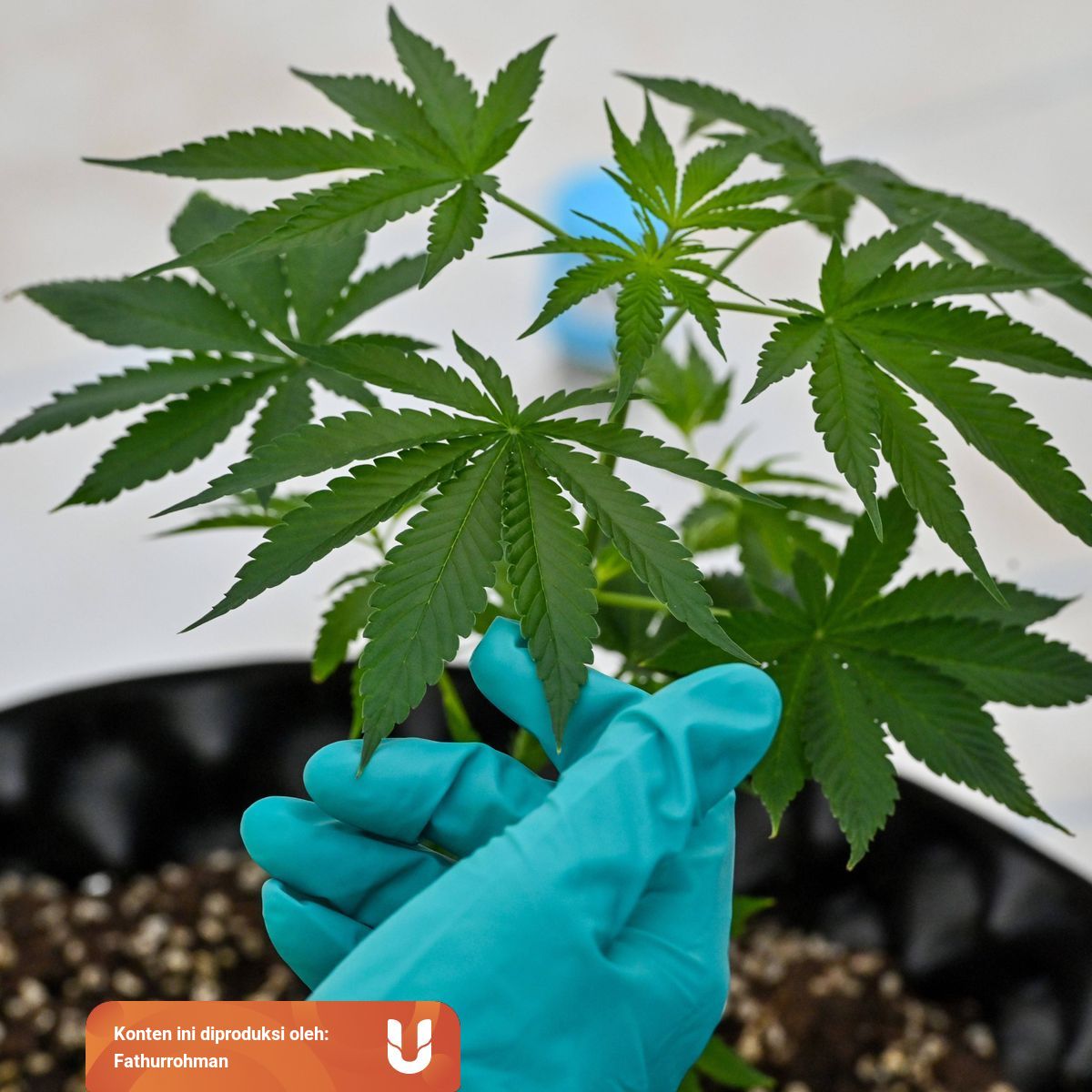 Ganja Dan Halusinasi Imajiner Anji Kumparan Com